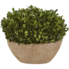 Patio plant - 植物 - 