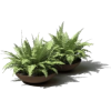 Patio plants - Rastline - 