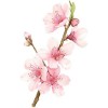 Peach Blossom illustration - Background - 