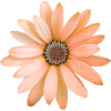 Peach Flower - Rastline - 