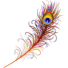 Peacock Feather Digital Clipart Vector - Illustrazioni - 