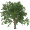 Pecan tree - Rastline - 