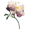 Peony - Plants - 