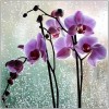 Beautiful Flower - Minhas fotos - 