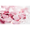 Romantic rose - Background - 