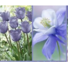 Periwinkle - Items - 