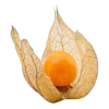 Physalis - Sadje - 