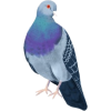 Pigeon - Ilustracije - 