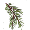 Pine Branch - Rascunhos - 