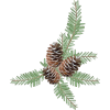 Pine Cone - Plantas - 