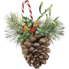 Pine Cone - Plants - 