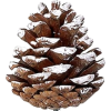 Pine Cones - Иллюстрации - 