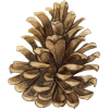 Pine Cones - Priroda - 