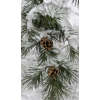 Pine Trees - Natural - 