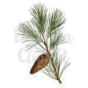 Pine - 插图 - 