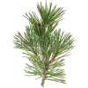 Pine - Rascunhos - 
