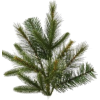 Pine - Plantas - 