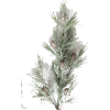 Pine - Rośliny - 
