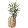 Pineapple - Rascunhos - 