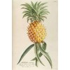 Pineapple botanical illustration - Illustrations - 