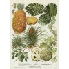 Pineapple botanical print - Ilustracije - 
