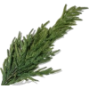 Pine stem - 植物 - 
