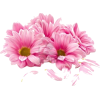 Pink Daisies - Uncategorized - 