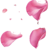 Pink Flower Petals - イラスト - 