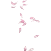 Pink Flower Petals - Illustrations - 