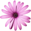 Pink Flower - Rastline - 