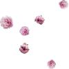 Pink Flowers - Растения - 