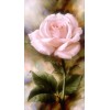 Pink Rose Background - Moje fotografije - 