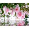 Pink Roses - Rośliny - 