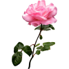 Pink Roses - 植物 - 