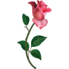 Pink Roses - Plantas - 