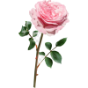 Pink Roses - Rośliny - 