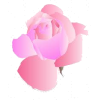 Pink Roses - Rastline - 