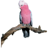 Pink bird - Zwierzęta - 
