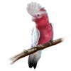 Pink bird - Животные - 
