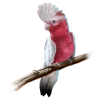 Pink bird - Tiere - 