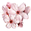 Pink blossoms(1) - Uncategorized - 