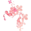 Pink blossoms(2) - Uncategorized - 