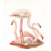 Pink flamingo print, 1962 - イラスト - 