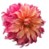 Pink flower - Uncategorized - 