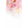 Pink flowers - Sfondo - 