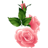 Pink flowers - Rośliny - 