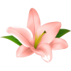 Pink flowers - Biljke - 