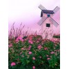 Pink flowers and sky - My photos - 