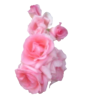 Pink roses3 - Uncategorized - 