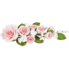Pink roses - Plantas - 